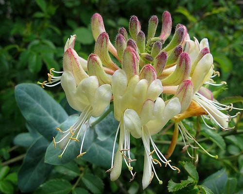 Lonicera splendida  -  ENDEMISMO IBERICO